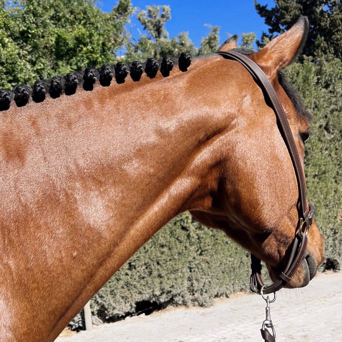 SOIN DE TRESSAGE POUR CRINS - KARITALE