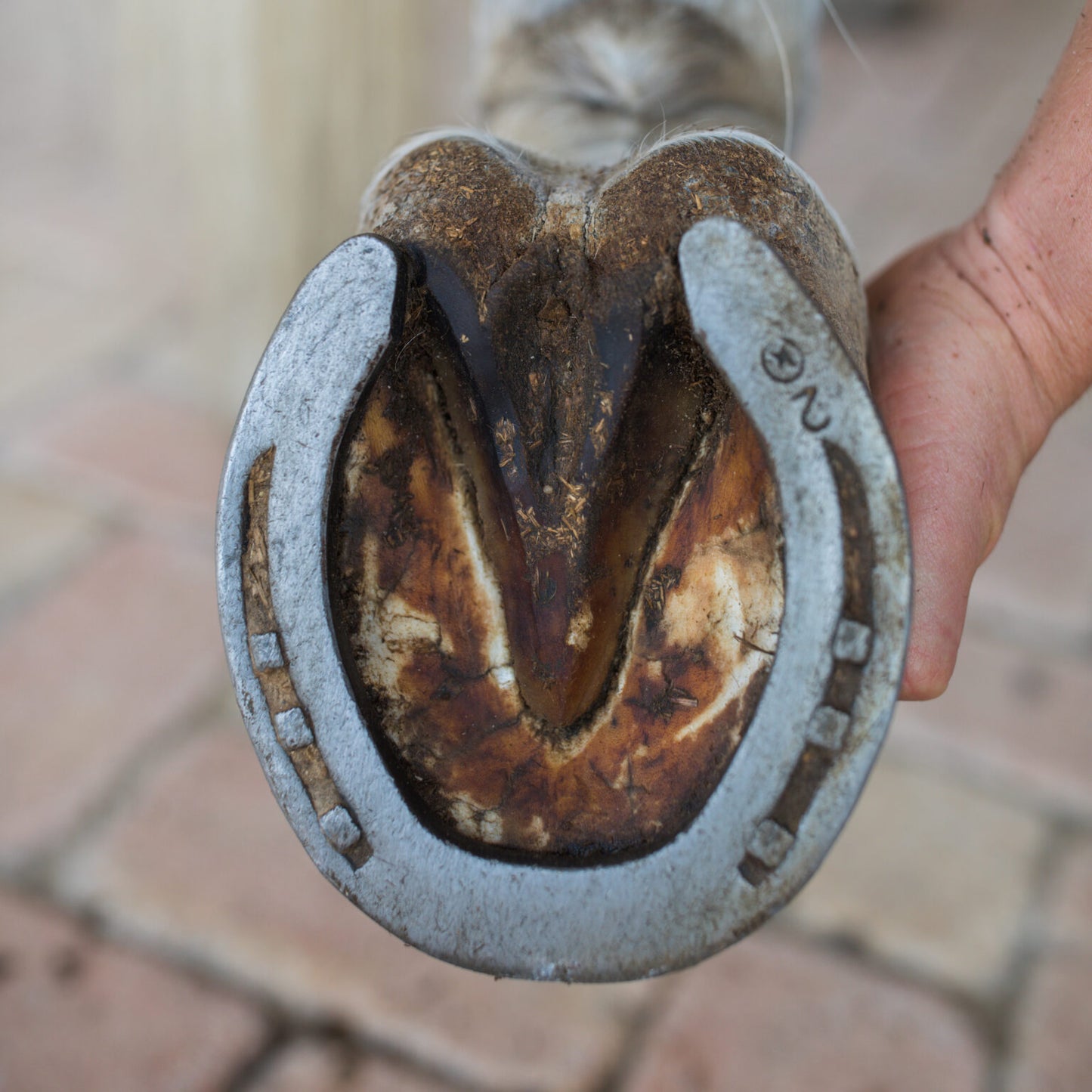 Nettoyant sabot - KARITALE