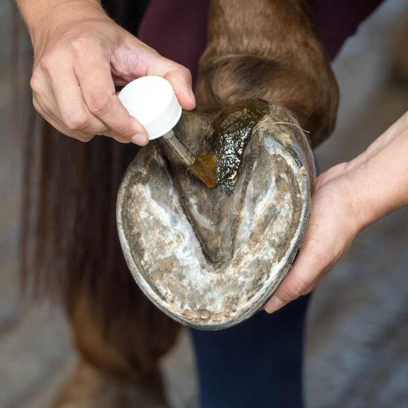 Bactifongic Huile Bio Essentiel Fourchette Force 2 - MICHEL VAILLANT