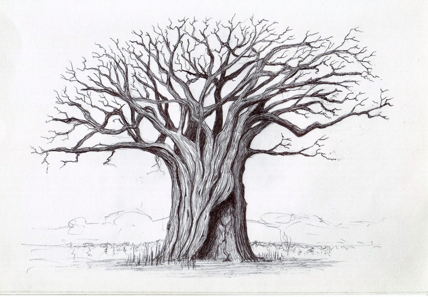 Phytology VetCare - Baobab BIO pur