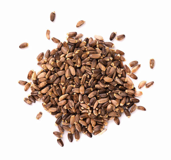 Phytology VetCare - Chardon Marie pur