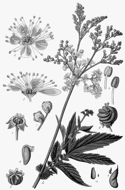 Phytology VetCare - Gattilier pur baies entières