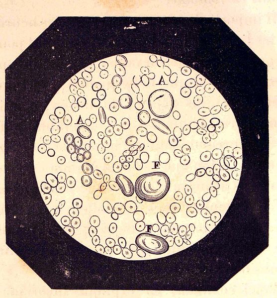 Phytology VetCare - Levure Active