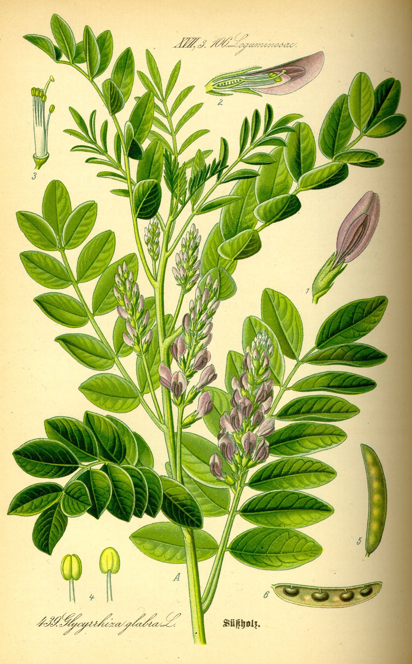 Phytology VetCare - Pré et Probiotiques+ (Phytogranulés)