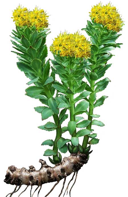 Phytology VetCare - Rhodiola pur